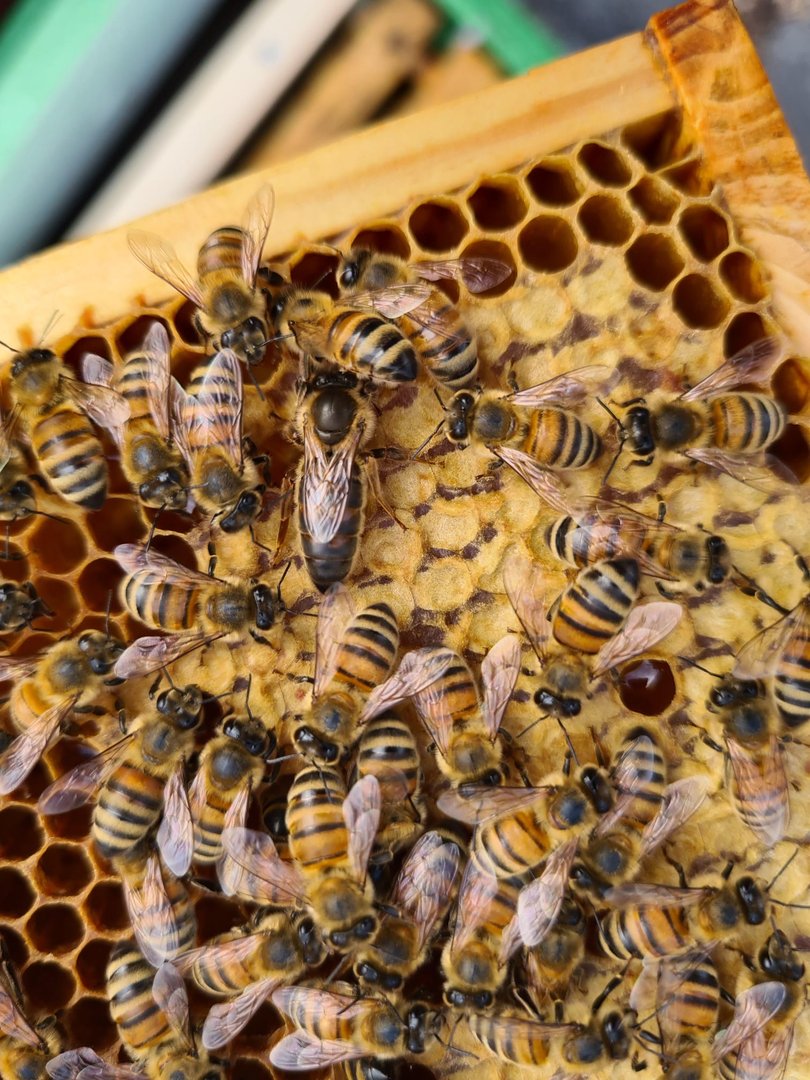 Buckfast Königin Begattet F0 2025 Inselbelegstelle Ruden