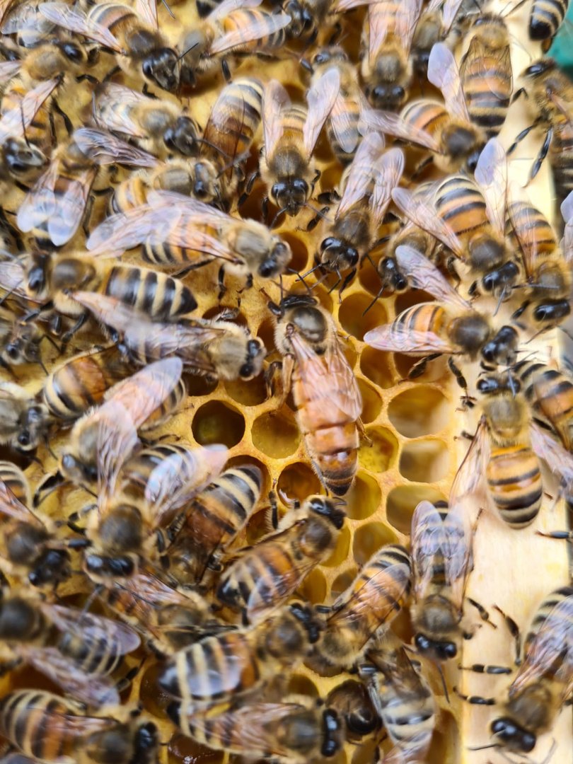 Buckfast Königin Begattet F0 2025 Inselbelegstelle Ruden