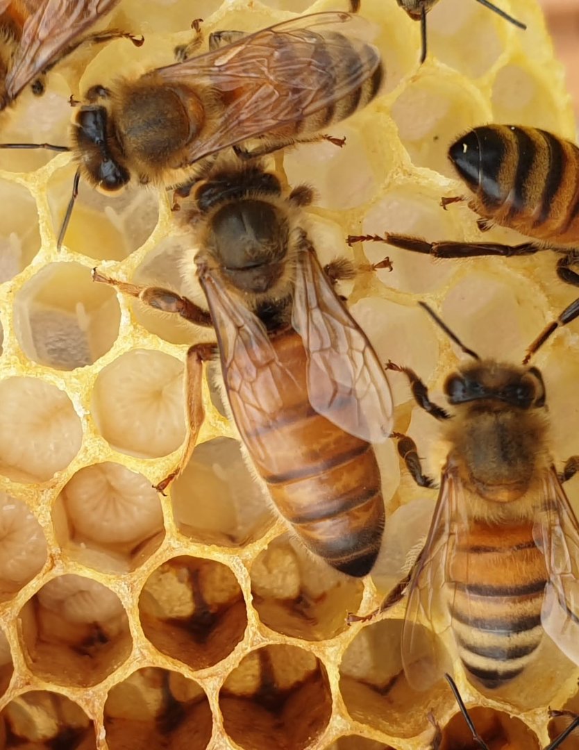 Buckfast Königin Begattet F0 2025 Inselbelegstelle Ruden