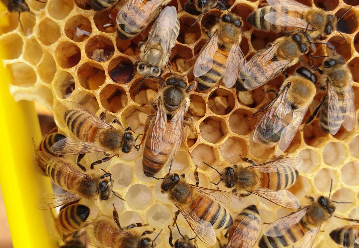 Buckfast Königin Begattet F0 2025 Inselbelegstelle Ruden