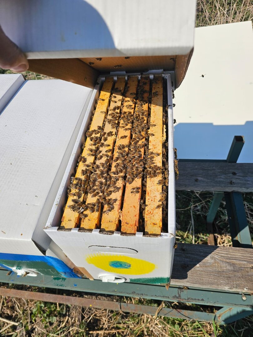 Offshoot Small Bee Colony Dadant US Bees, Economic Colony Bee Colony Buckfast F1