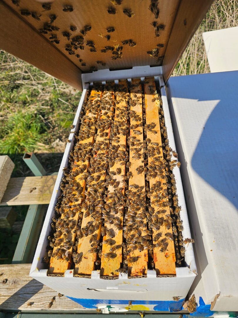 Offshoot Small Bee Colony Dadant US Bees, Economic Colony Bee Colony Buckfast F1