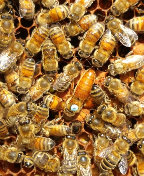 Buckfast Queen si accoppia F1 2025