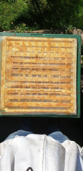 Propolisgewebe Meterware Flexibel Reißfest Lebensmittelecht zu Propolis sammeln