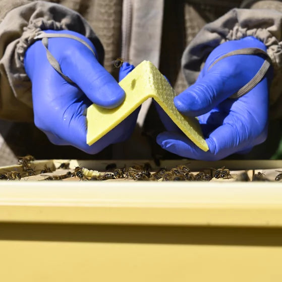 THYMOVAR® gegen Varroa Tymaol 2x5 Schwammtuch Plättchen Präparat für Sommerbehandlung