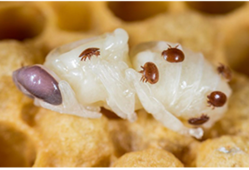 Serumwerk OXAALZUUR BERNBURG 40 mg/ml – betrouwbare Varroa-behandeling voor zomer en winter