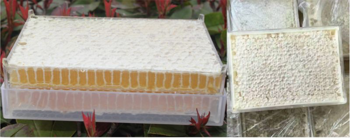 Cassette de miel en nid d'abeille 500g 10 cadres pour miel en nid d'abeille Zander Dadant DNM