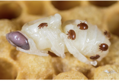 FORMIC ACID 60 BERNBURG 684 mg/ml Formic acid ad. US vet 1 Liter Serumwerk Bernburg