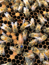 Buckfast Queen Mated F0 2025 Sito di accoppiamento dell'isola di Baltrum