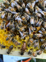 Buckfast Queen Mated F0 2025 Sito di accoppiamento dell'isola di Baltrum