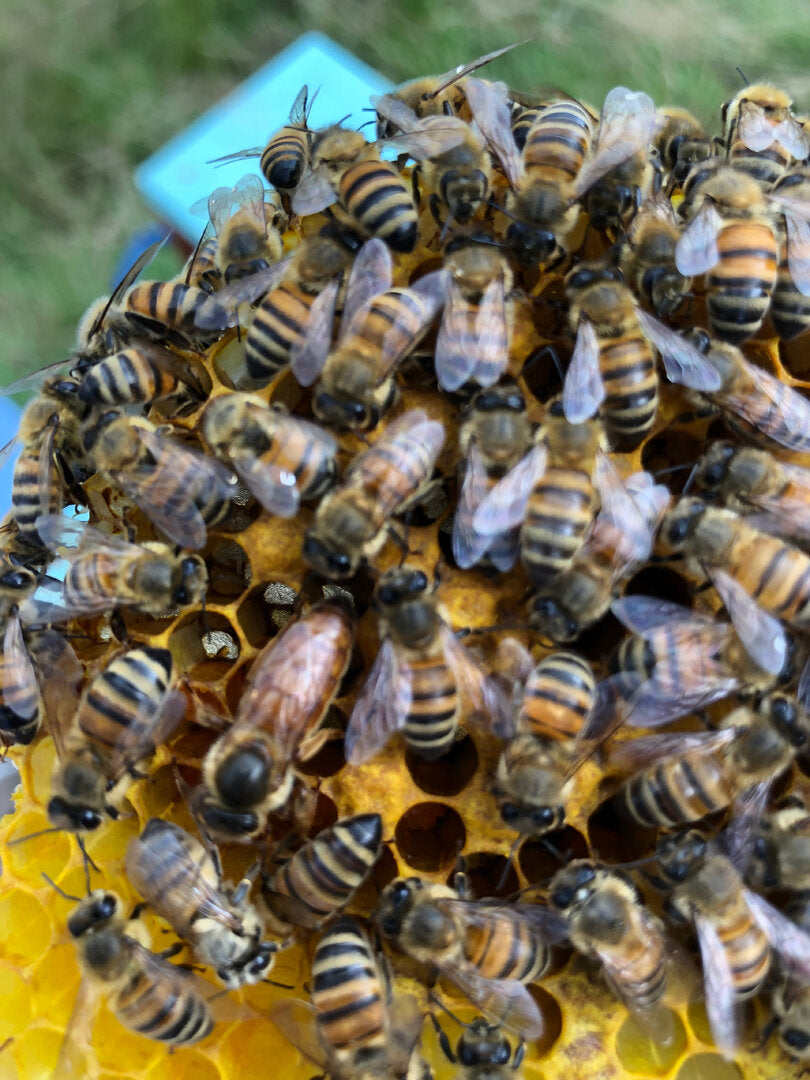 Buckfast Queen Mated F0 2025 Sito di accoppiamento dell'isola di Baltrum