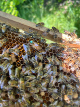 Buckfast Queen Mated F0 2025 Sito di accoppiamento dell'isola di Baltrum