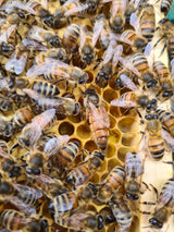 Buckfast Königin Begattet F0 2025 Inselbelegstelle Ruden