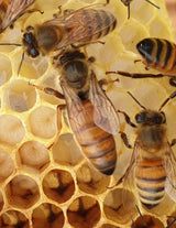 Buckfast Königin Begattet F0 2025 Inselbelegstelle Ruden