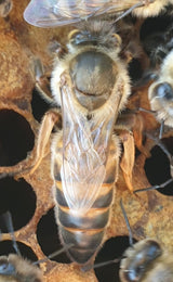 Buckfast Königin Begattet F0 2025 Inselbelegstelle Ruden