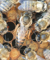 Buckfast Königin Begattet F0 2025 Inselbelegstelle Ruden