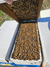 Offshoot Small Bee Colony Dadant US Bees, Economic Colony Bee Colony Buckfast F1
