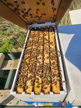 Offshoot Small Bee Colony Dadant US Bees, Economic Colony Bee Colony Buckfast F1