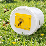 Selective trap for Asian hornets – mounting plate 15.4 × 15.4 cm Vespa velutina 