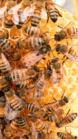 Buckfast Queen Mated F0 2025 Sito di accoppiamento dell'isola di Baltrum